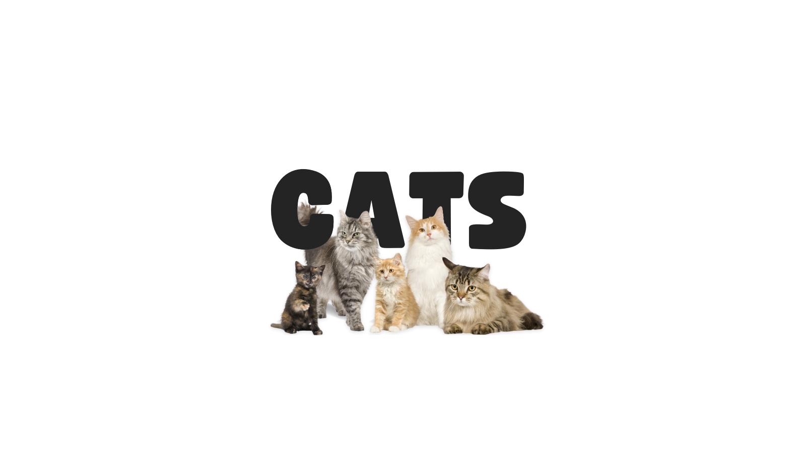 For Cats