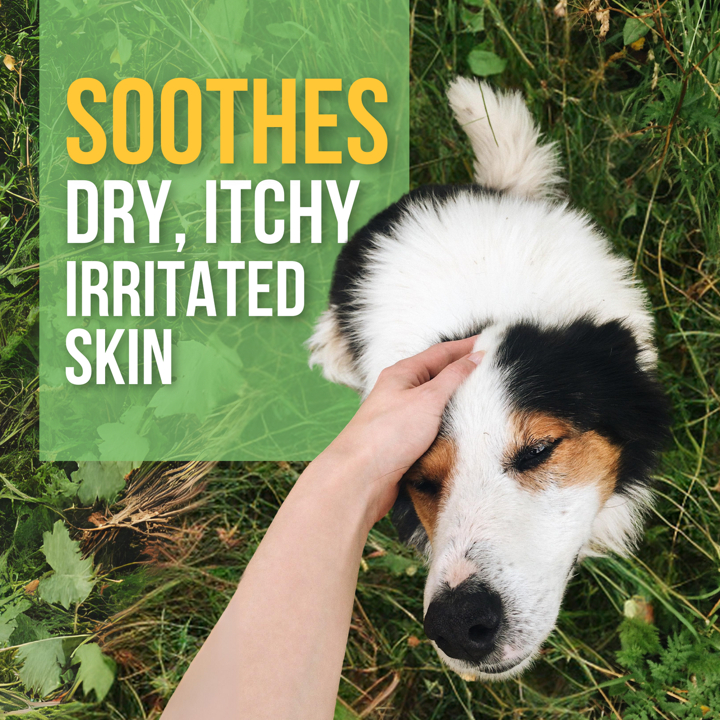 Anti bacterial Shampoo