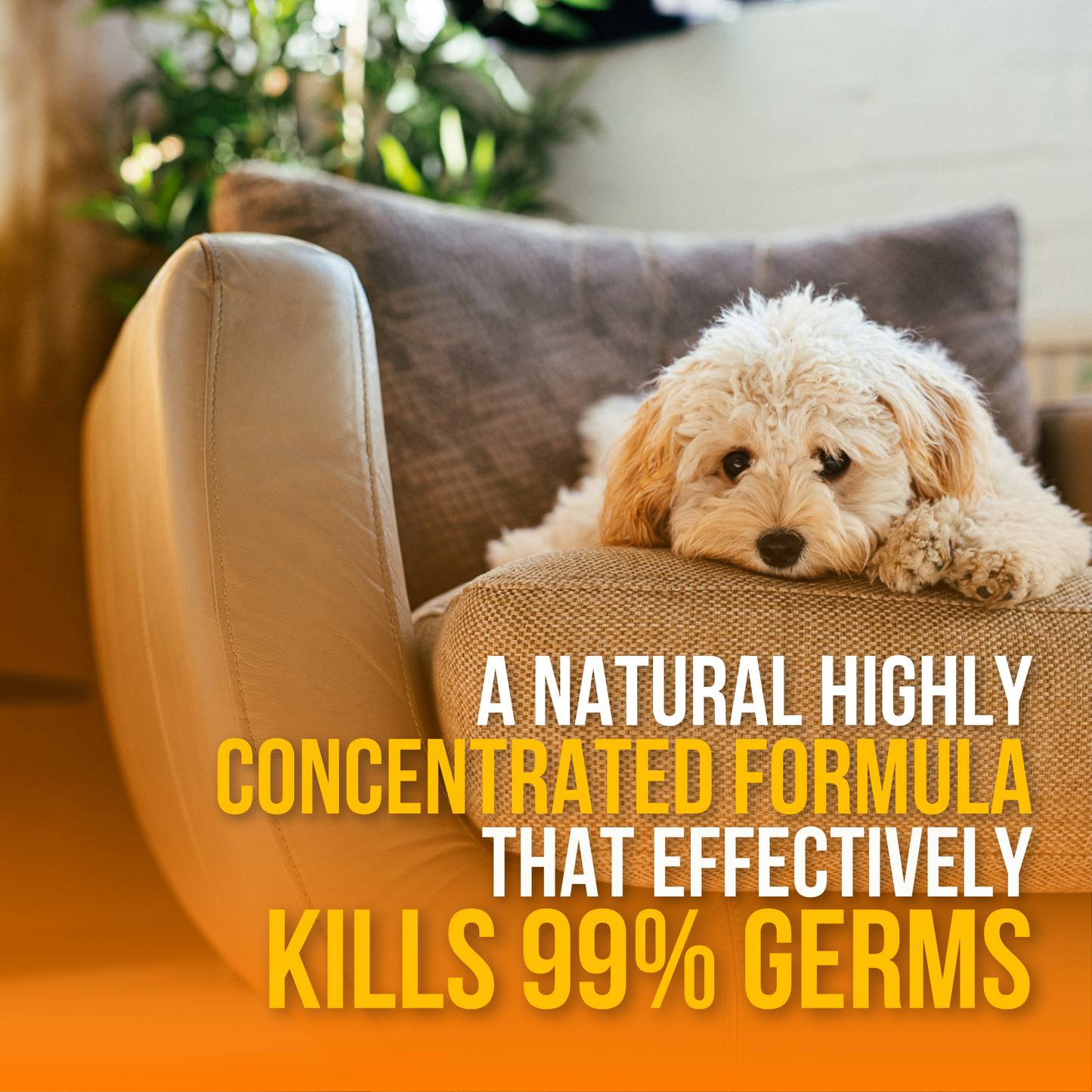 All-purpose Kennel Wash - Orange