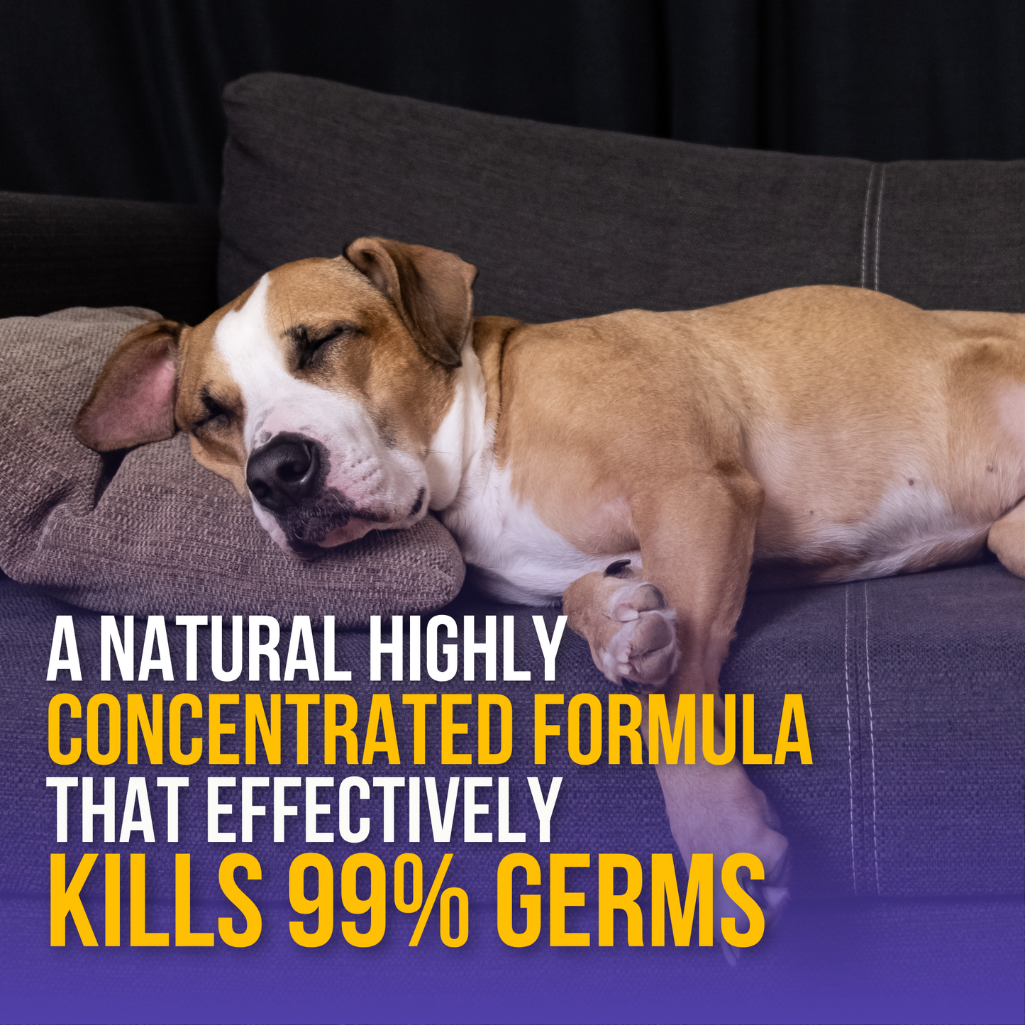 All-purpose Kennel Wash - Blueberry