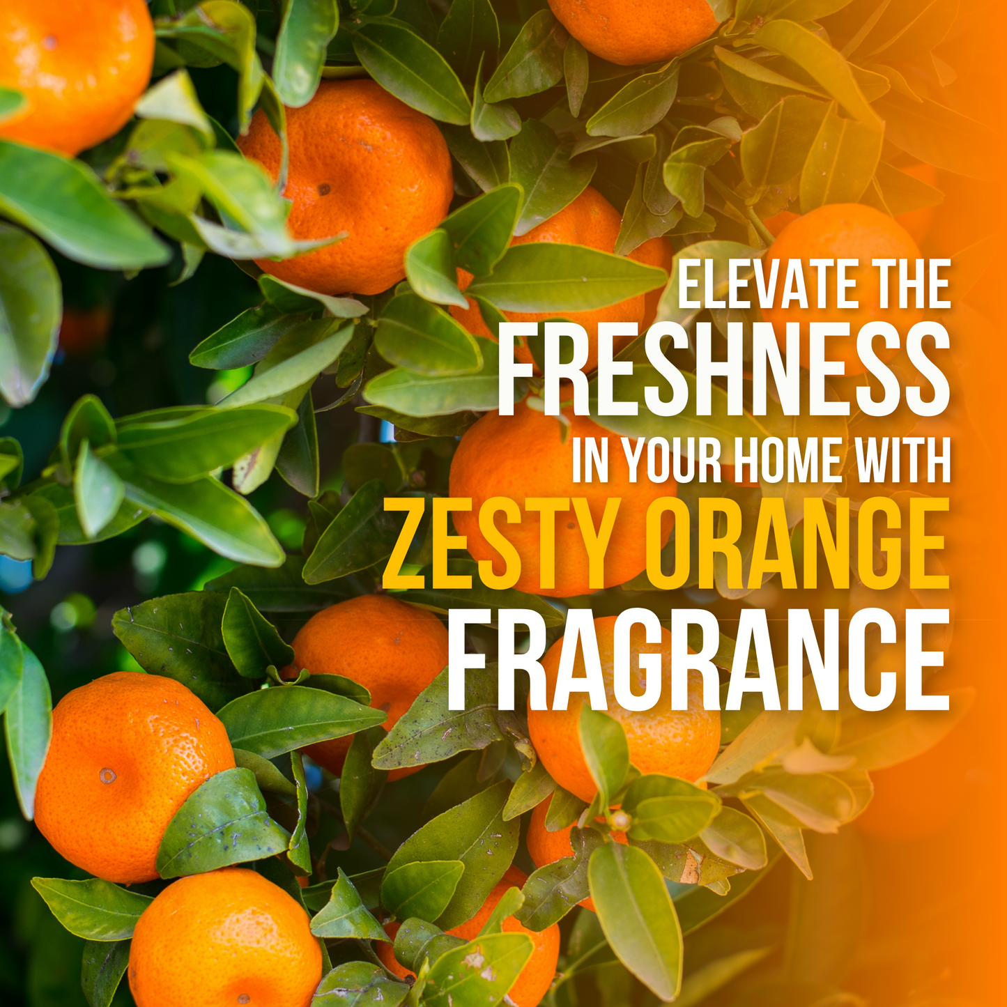 All-purpose Kennel Wash - Orange