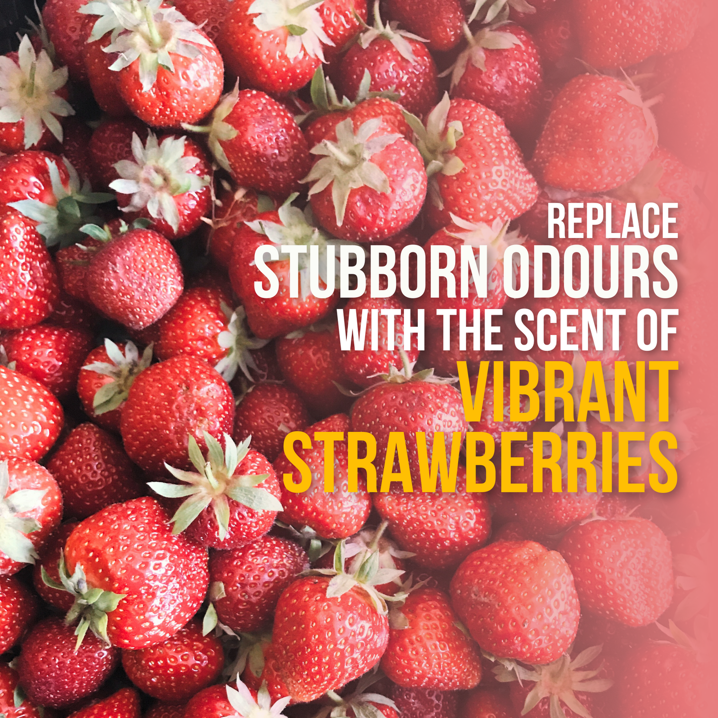 All-purpose Kennel Wash - Strawberry