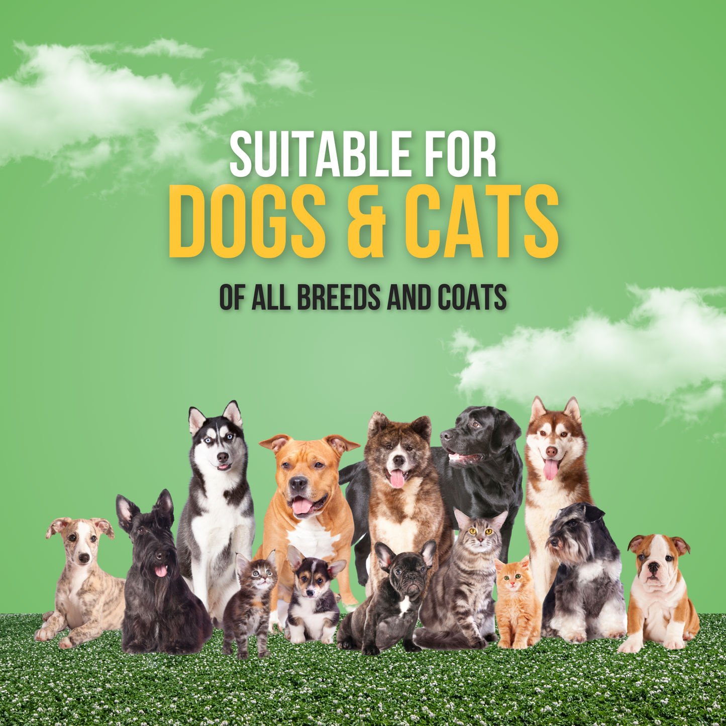 Anti bacterial Shampoo