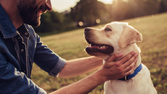 Comprehensive Guide to Pet Care: Essential Tips for Healthy, Happy Pets