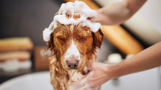Why Choose Sulphate-Free Shampoo for Pets: A Complete Guide to Safer, Healthier Bath Time